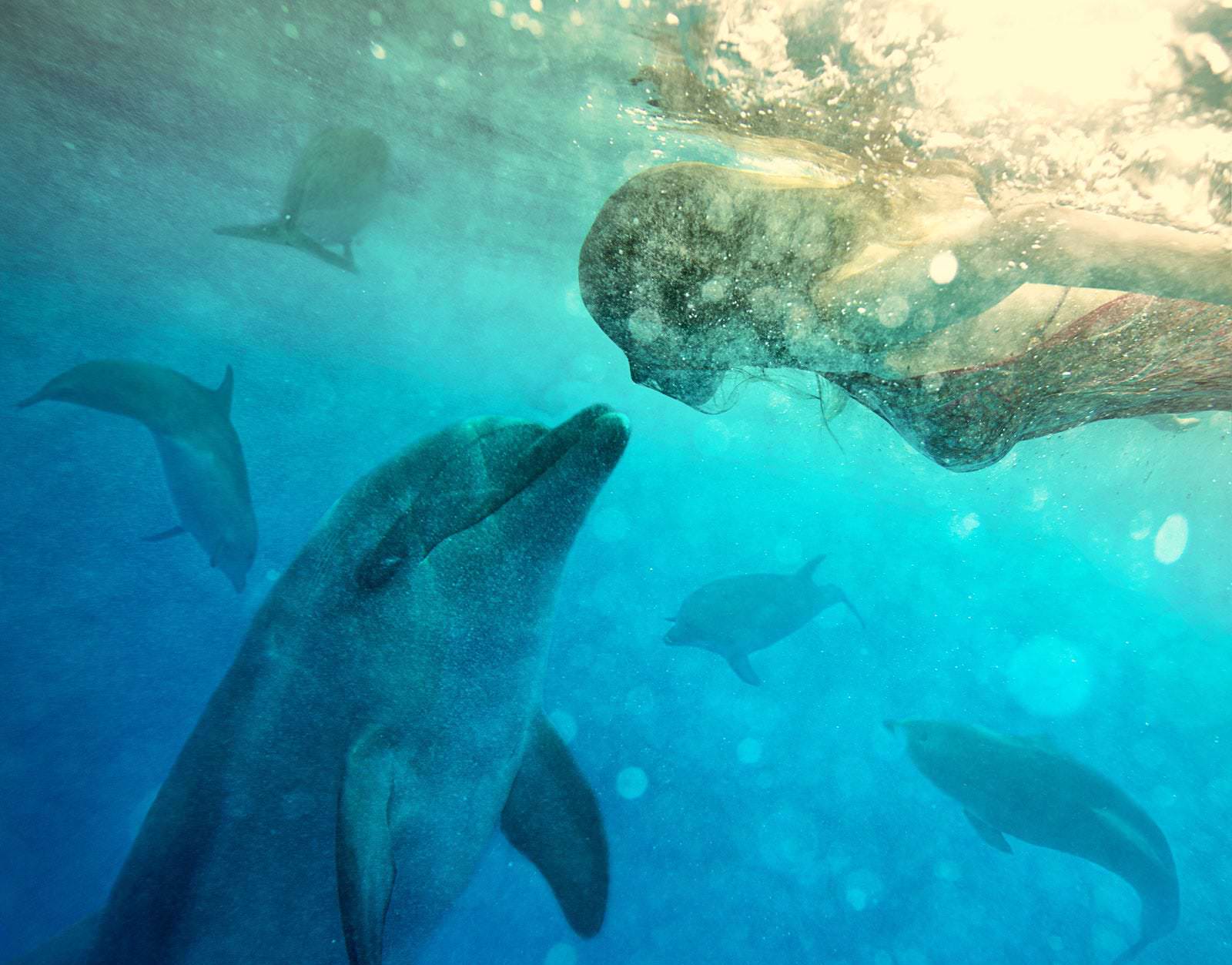 diving delfin