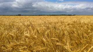 campo de trigo kansas